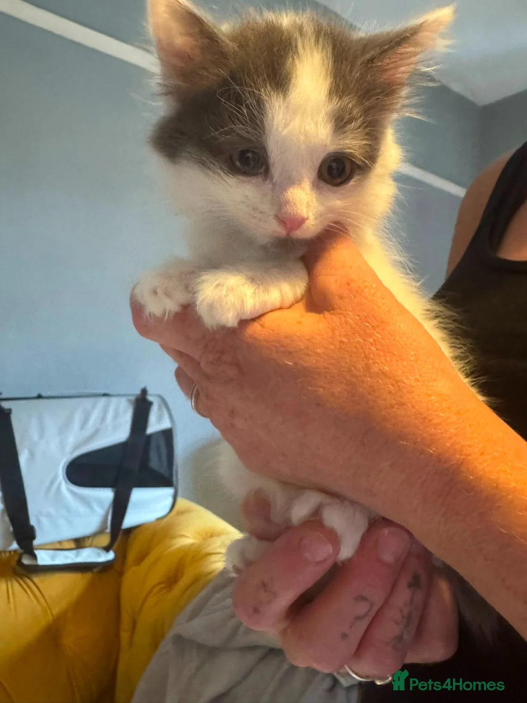 Mixed Breed cats for sale: Kitten - male white & grey long haired in Rugby - Advert 2
