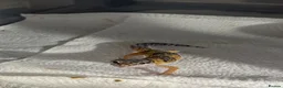 Leopard Gecko reptiles for sale: Baby Leopard Geckos with Equipment – Captive Bred - Advert 6