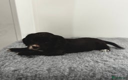 Cocker Spaniel dogs for sale: 4 beautiful cocker spaniel pups for sale - Image 12