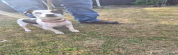 Jack Russell dogs for sale: Jack Russell puppies  - Advert 1