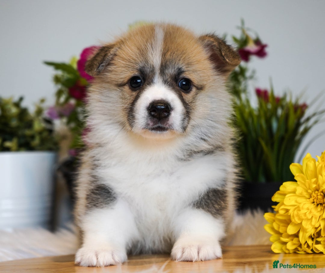 Welsh Corgi Pembroke dogs for sale: Welsh Corgi (Pembroke) - Image 7