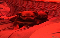 Mixed Breed dogs for sale: Stunning Rottweiler cross Belgian malinois  - Image 14