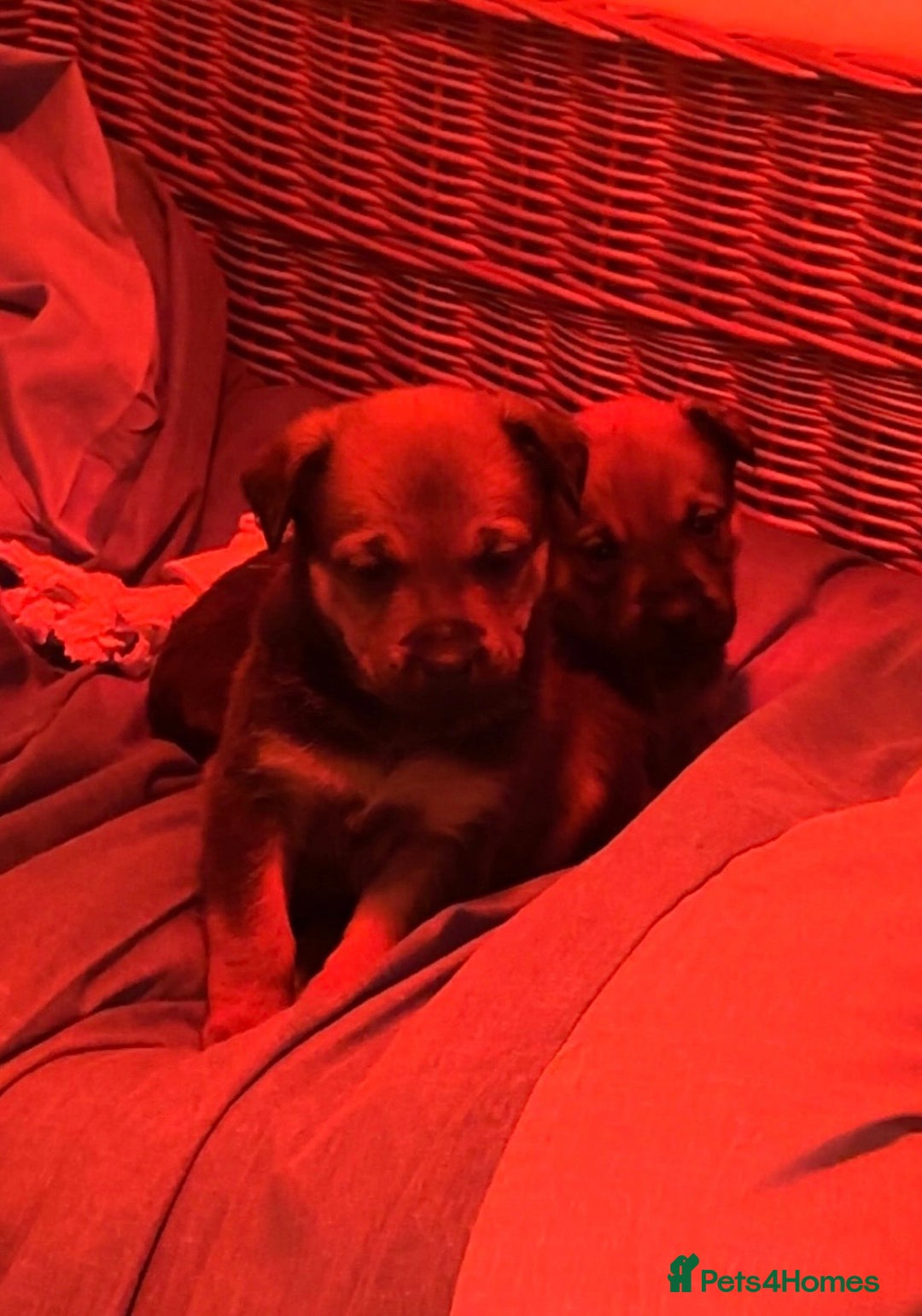 Mixed Breed dogs for sale: Stunning Rottweiler cross Belgian malinois  - Image 14