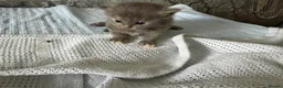 Mixed Breed cats for sale: 4 beautiful kittens for sale  - Advert 13