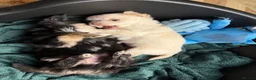 Chihuahua dogs for sale: Gorgeous litter of long hair chihuahuas  - Advert 6