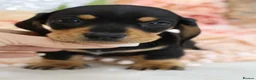 Miniature Dachshund dogs for sale: KC Miniature Dachshund Puppies - Advert 21