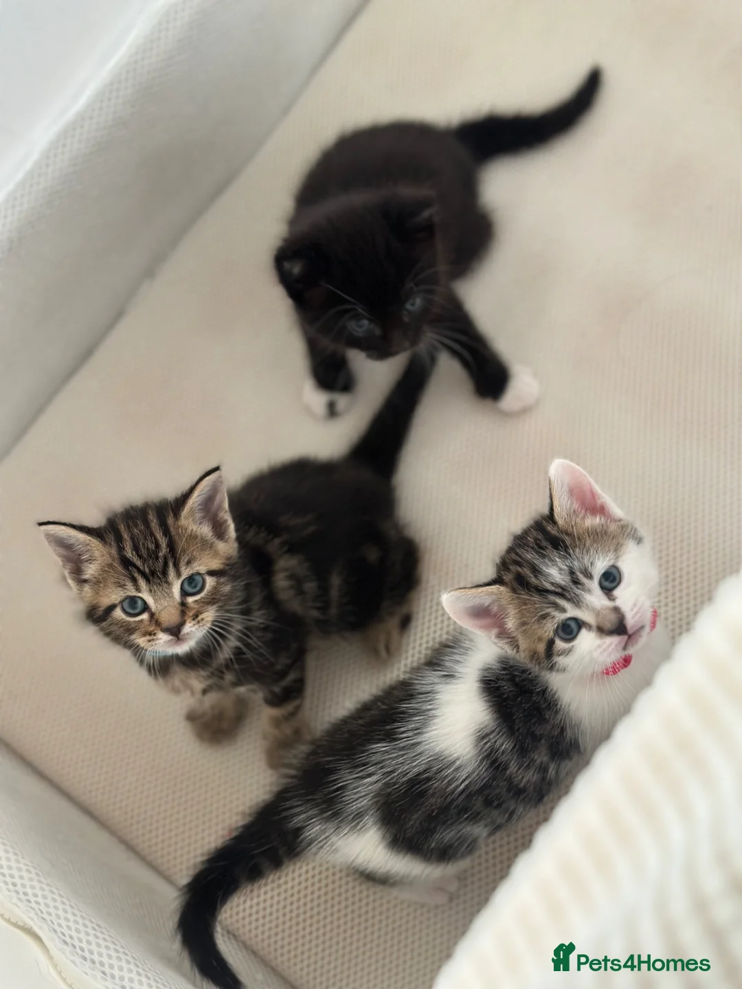 Mixed Breed cats for sale: 3 kittens for sale in Chigwell - Advert 1