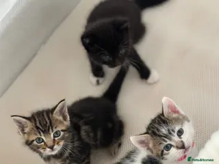 Mixed Breed cats 3 kittens for sale - Advert 5
