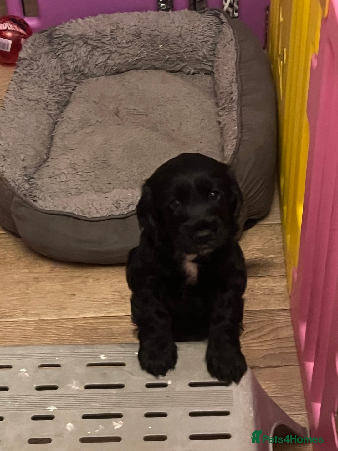 Cocker Spaniel dogs for sale: Adorable cocker spaniel Bitch - Advert 10