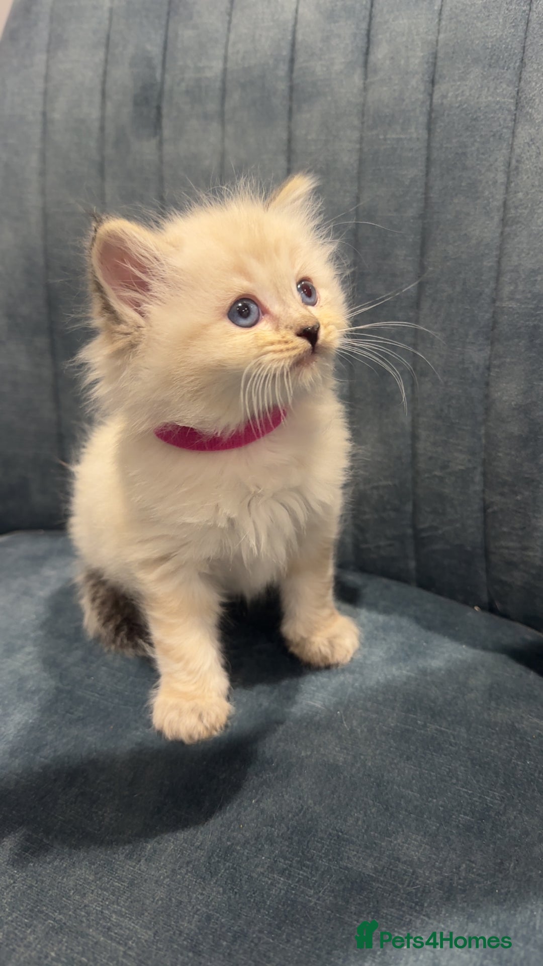 Ragdoll cats for sale: LAST 2 Stunning Ragdoll Girls - Image 1