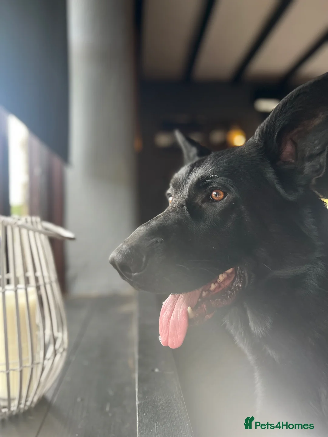 German Shepherd dogs for sale: Full KC Registered Entire Male GSD  - Advert 5