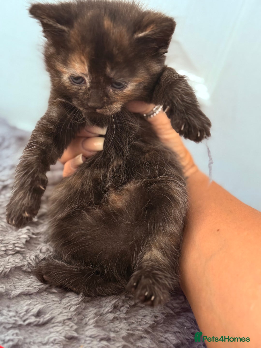 Mixed Breed cats for sale: Long Fur kittens for sale  - Image 4