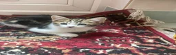 Mixed Breed cats for sale: Beautiful kittens looking for a loving homes  - Advert 16