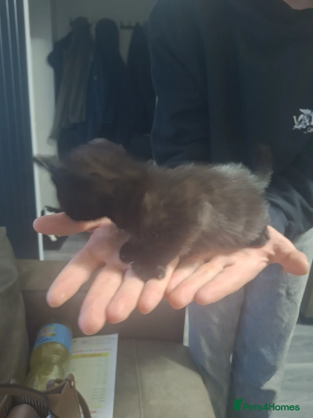Mixed Breed cats for sale: Stunning kittens  - Advert 2