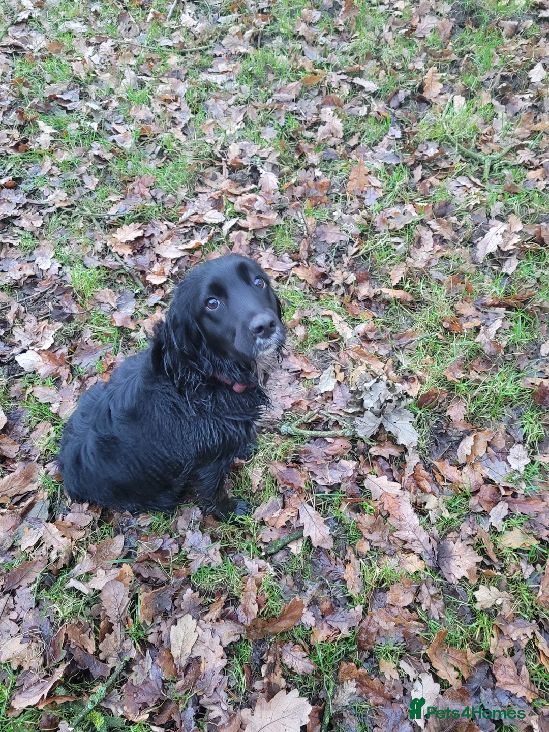 Sprocker dogs for sale: 9 Month Sprocker Bitch For Sale - Advert 2