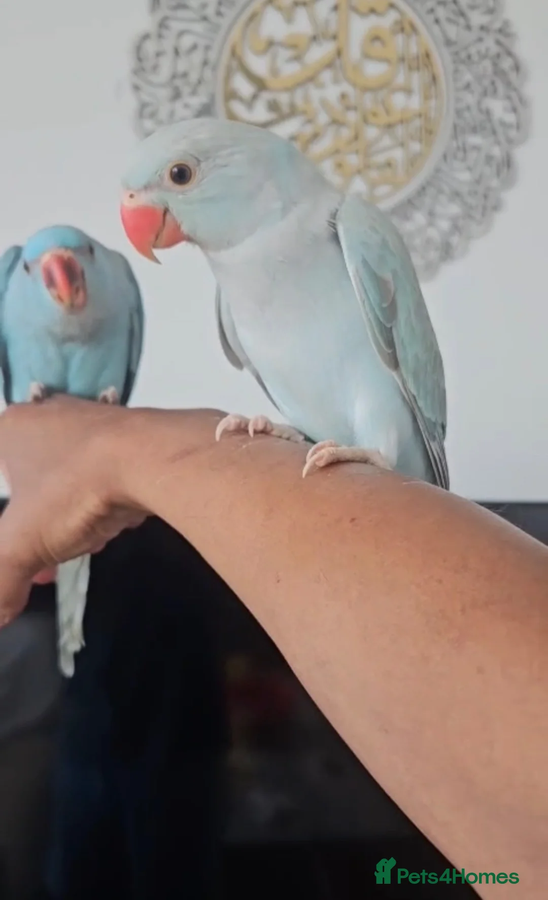 Ringnecks birds for sale: Stunning Fully Hand Tamed Blue Ringneck for Sale - Advert 2