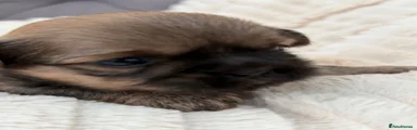 Shih Tzu 3