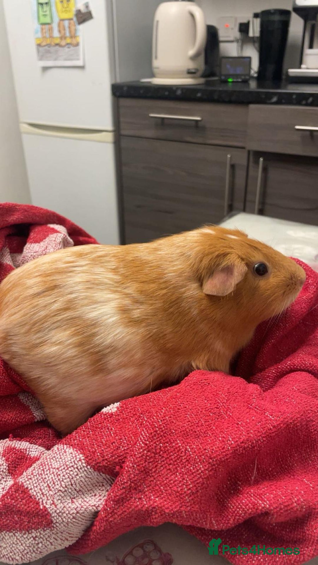 Guinea Pig rodents for sale: 2 guinea pigs looking for a new home! - Advert 3