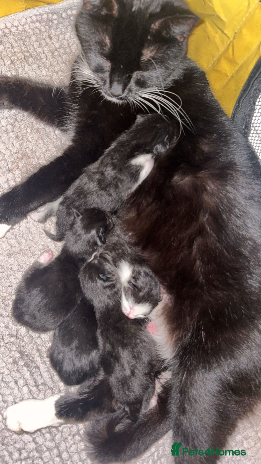 Mixed Breed cats 6 beautiful mixed kittens  - Advert 2
