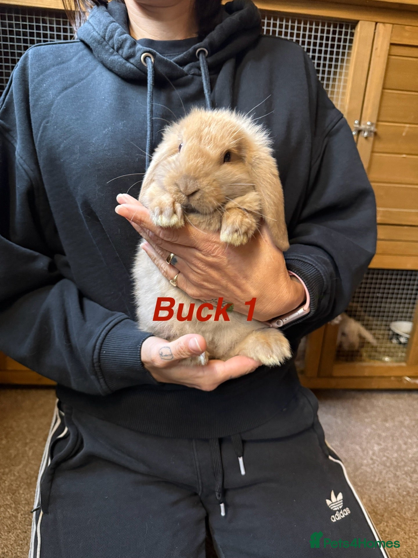 Mini Lop rabbits for sale: Gorgeous mini lop babies - Advert 1