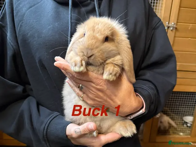Mini Lop rabbits for sale: Gorgeous mini lop babies - Advert 1