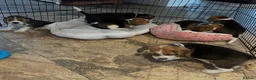 Beagle dogs for sale: Beagle ( foot beagles ) - Advert 9