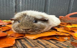 Guinea Pig rodents for sale: Lovely female guinea pig “Clover” - Image 2