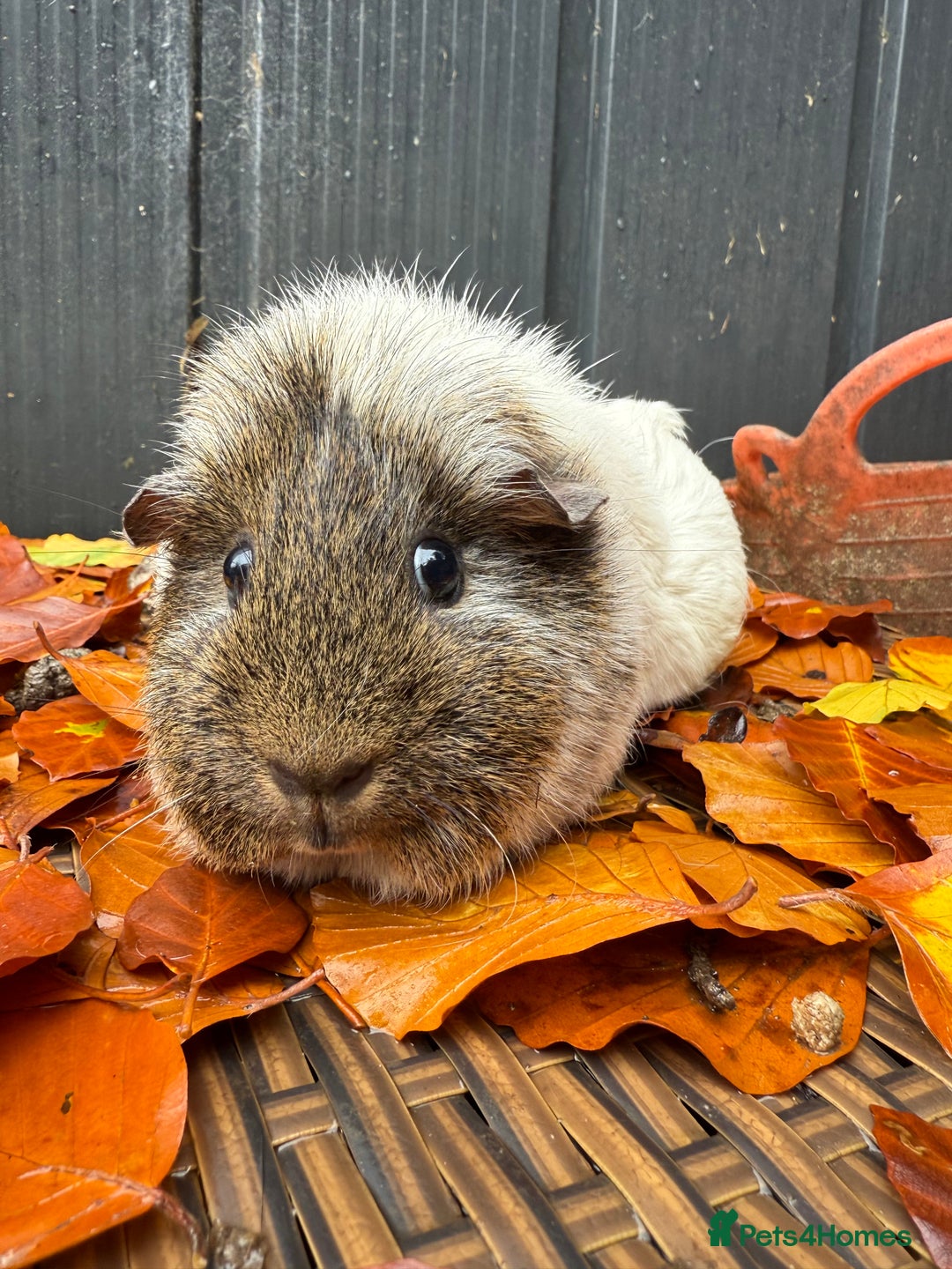 Guinea Pig rodents for sale: Lovely female guinea pig “Clover” - Image 2