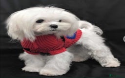 Maltipoo dogs for sale: Beautiful F1 Merle Maltipoo boy - Image 16