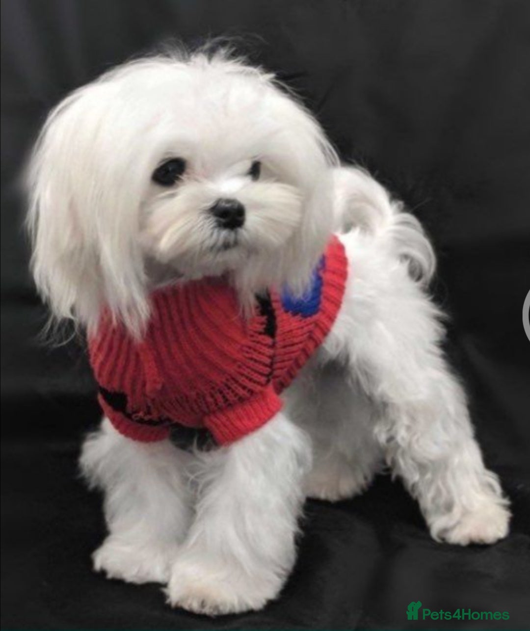 Maltipoo dogs for sale: Beautiful F1 Merle Maltipoo boy - Image 16
