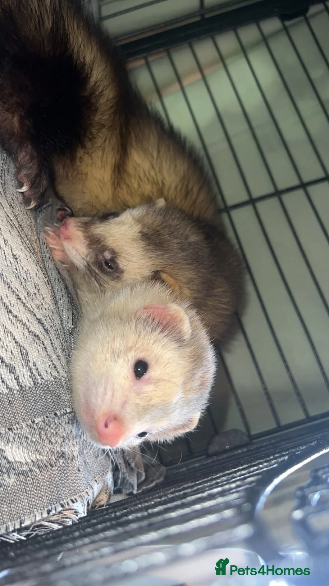 Ferret rodents for sale: Bean and bob 🫘 - Advert 1