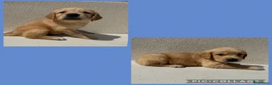 Golden Retriever 4