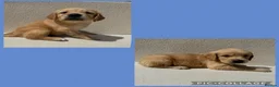 Golden Retriever dogs for sale: 5 KC registered Golden Retriever boys - Advert 9