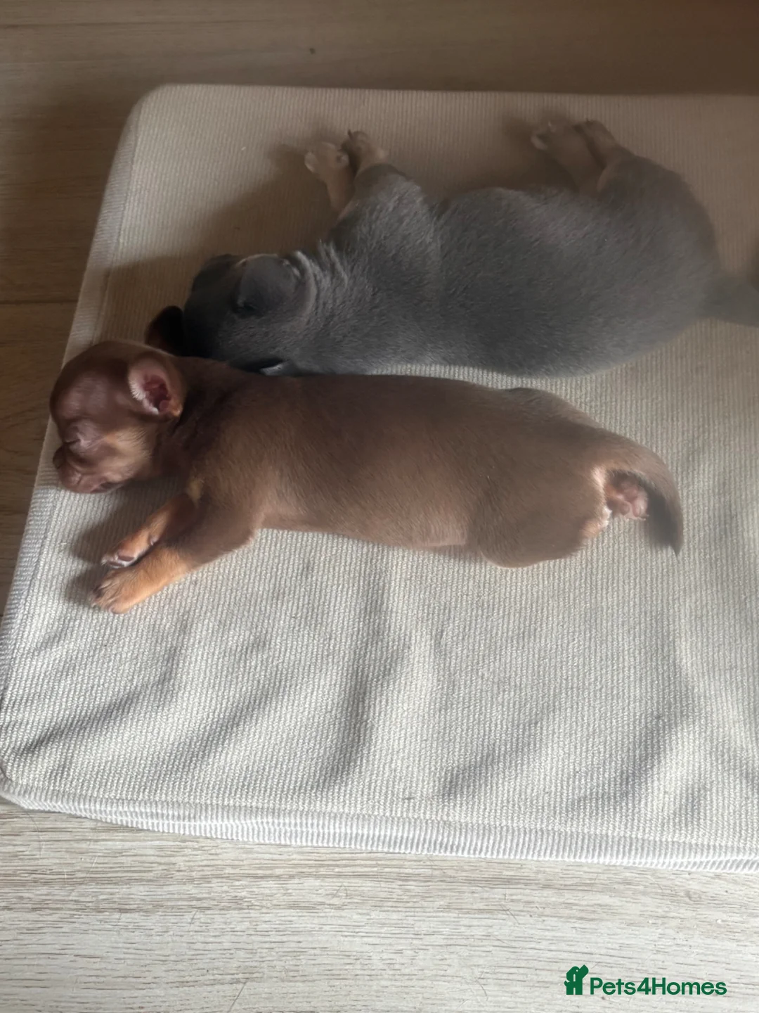 Chihuahua dogs for sale: Chihuahua puppies  - Advert 2