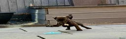Staffordshire Bull Terrier dogs for sale: Brindle Stafford puppies available ❤️🐾 - Advert 6