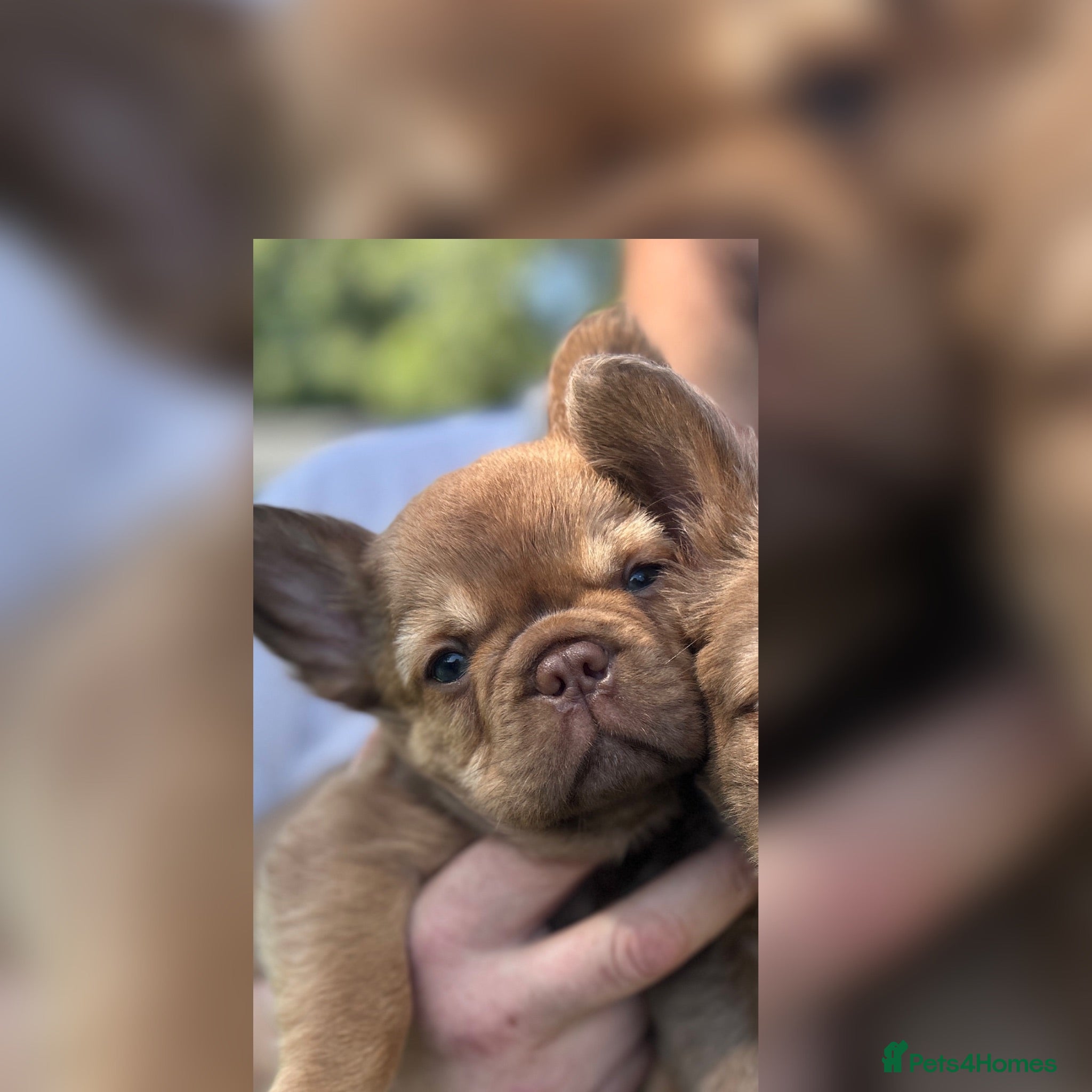 French Bulldog dogs Fluffy Frenchies 1 girl left - Advert 1