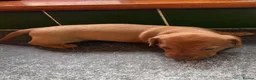 Dachshund dogs for sale: Mini daxi in Bridgend - Advert 3