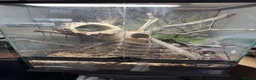 Leopard Gecko reptiles for sale: Crested Gecko approx 18 months old  - Advert 2