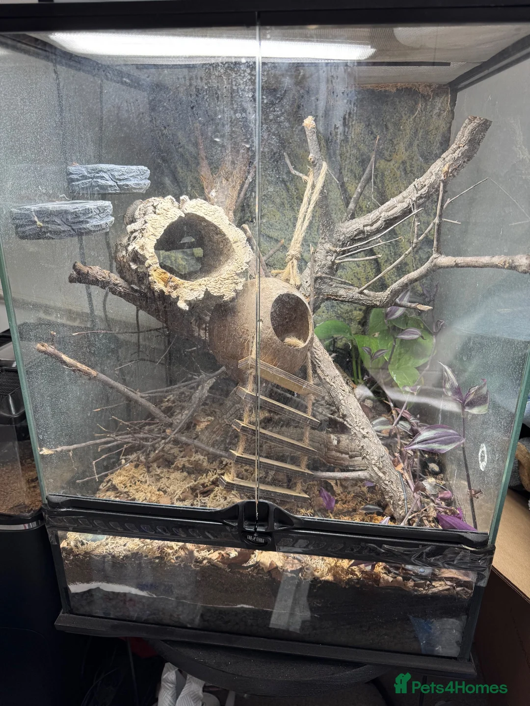 Leopard Gecko reptiles for sale: Crested Gecko approx 18 months old  - Advert 2