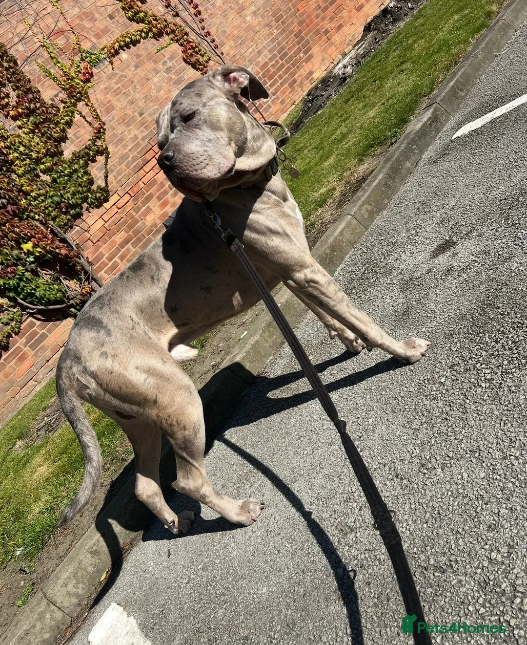 Cane Corso dogs for stud: Rare colour cane corso up for stud  - Advert 6