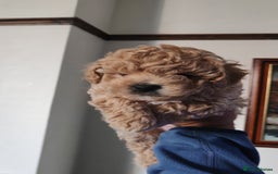 Maltipoo dogs for sale: Stunning Maltipoo Puppies - Image 13