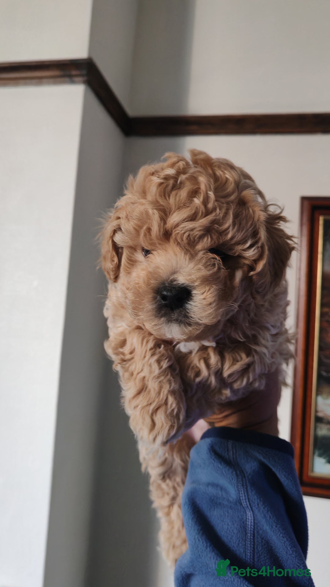 Maltipoo dogs for sale: Stunning Maltipoo Puppies - Image 13