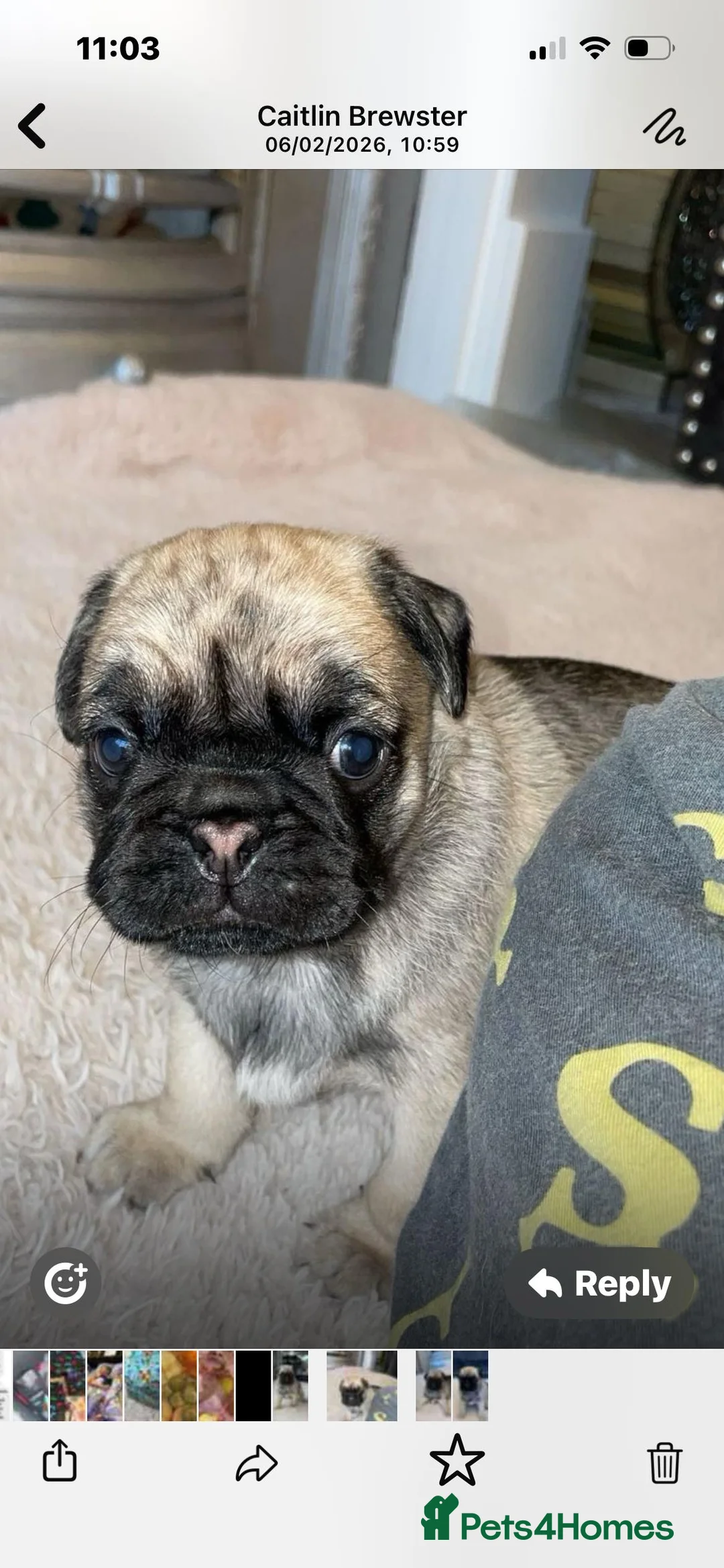 Pug dogs for sale: Gorgeous Platinum Pug puppy - Advert 1