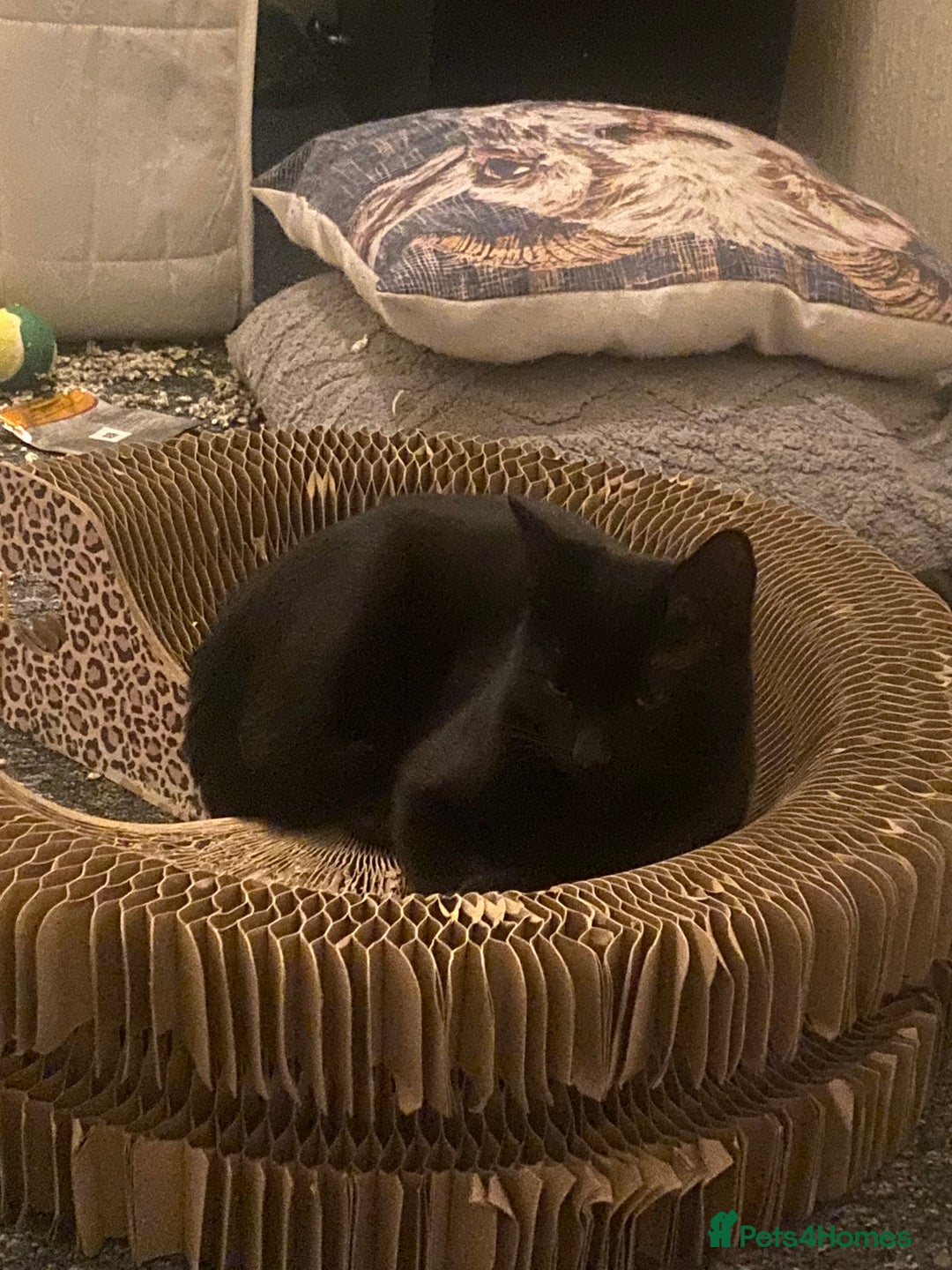 Domestic Shorthair cats for sale: 2 male kittens for rehome together 9 months old - Advert 9