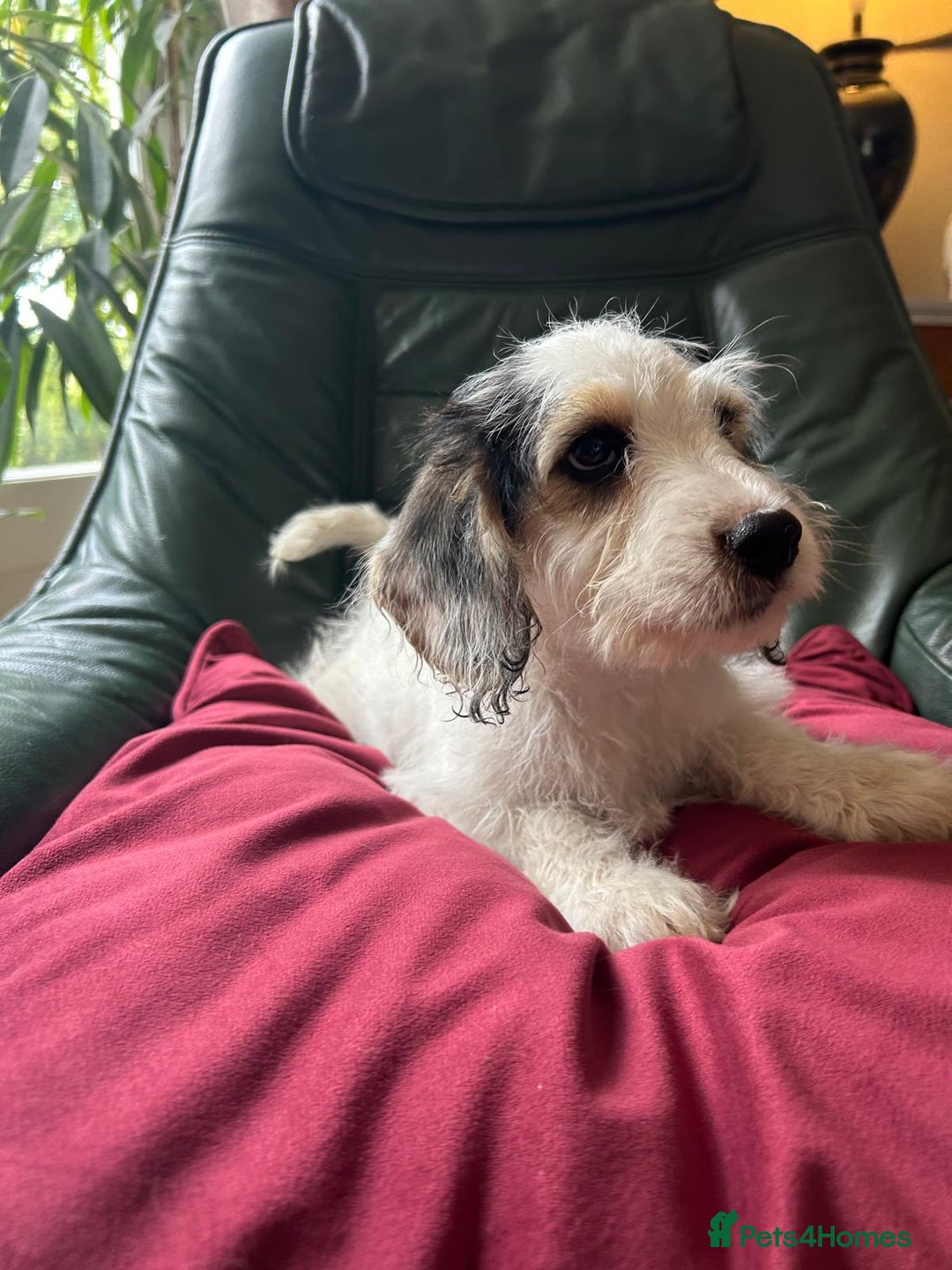 Cockapoo dogs for sale: Distinguished Cockapoo Puppies – Ready Today - Image 6