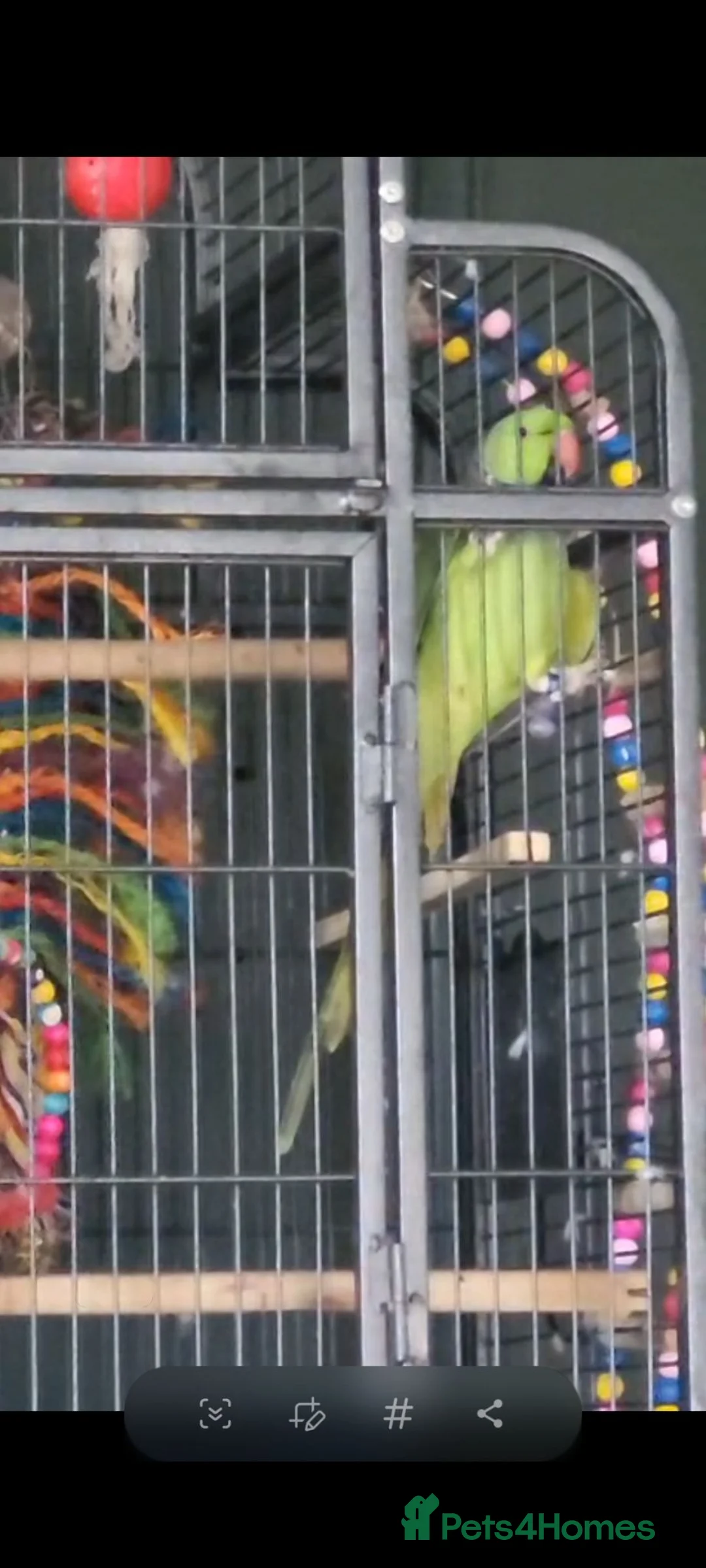 Parrots birds for sale: Beautiful male ringneck talking parrot  - Advert 1