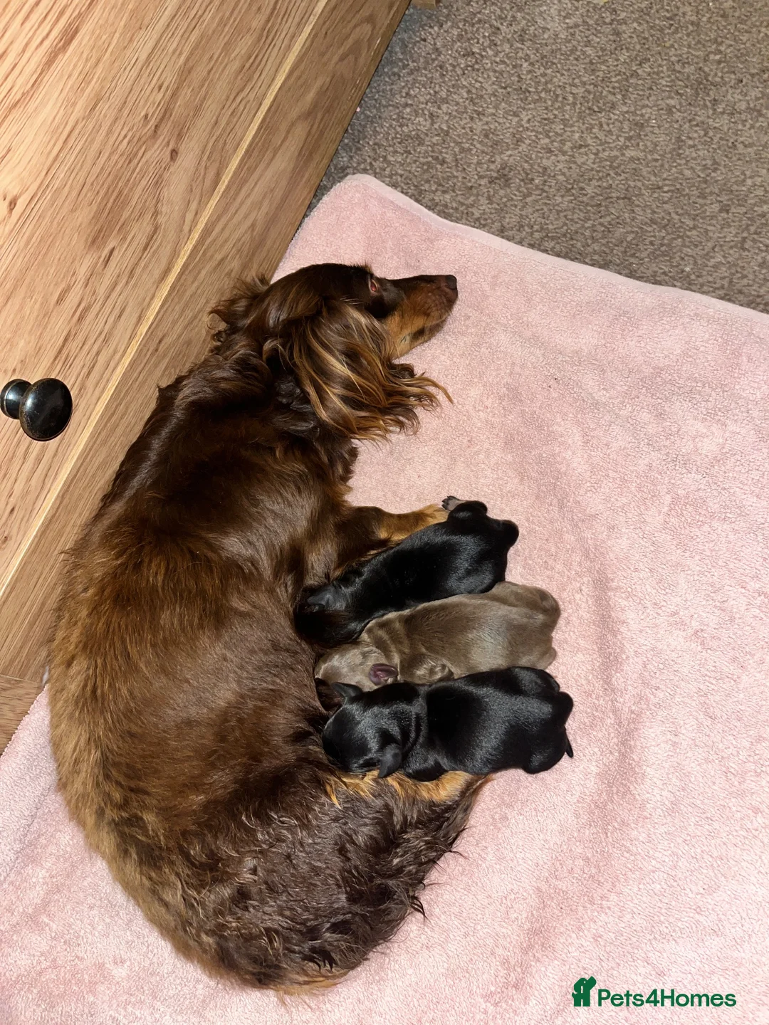 Miniature Dachshund dogs for sale: Miniature dachshund puppies for sale - Advert 2