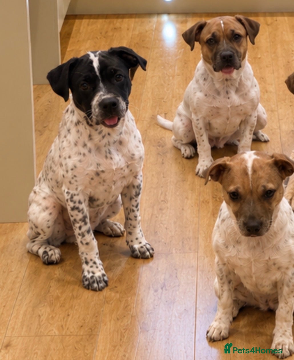 Mixed Breed dogs for sale: 3 Gorgeous Puppies For Sale - Advert 14