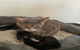 Mixed Breed cats for sale: Kittens ready to be rehomed in 6 weeks  - Image 5