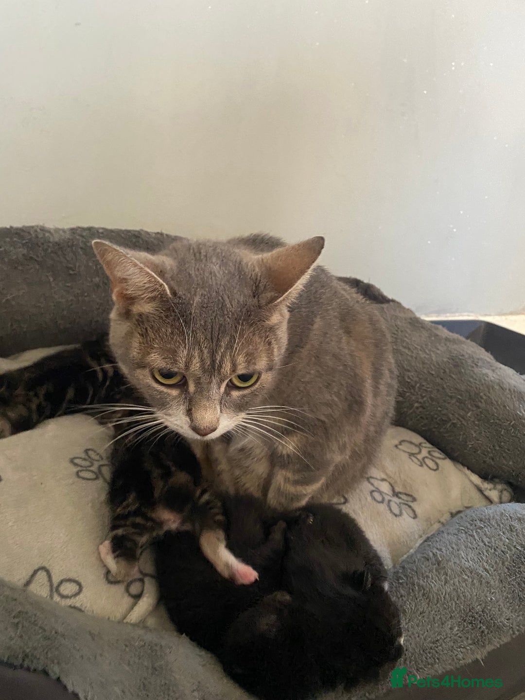 Mixed Breed cats for sale: Kittens ready to be rehomed in 6 weeks  - Image 5